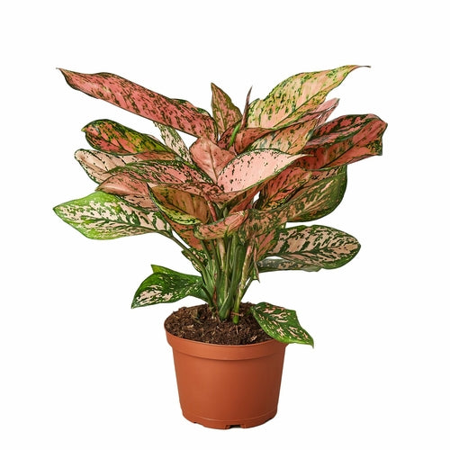 Evergreen 'Lady Valentine' House Plant